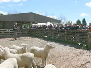 Fernleaf Rams at the Fieldays