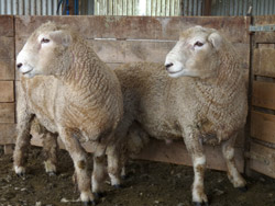 Breeding Rams