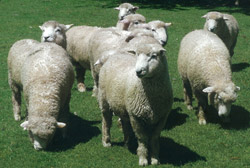 Group of Breeding Rams