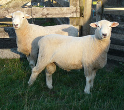 Breeding Rams 