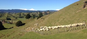 Fernleaf sheep